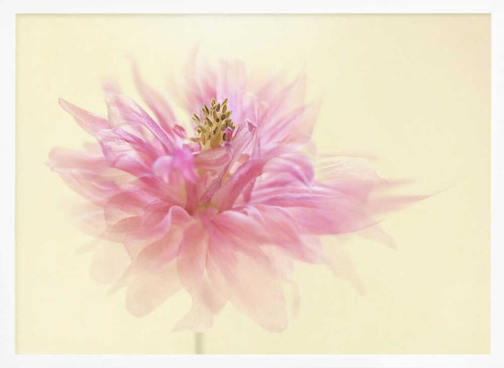 Soft Pink Dahlia - Floral Photographic Stretched Canvas Poster or Fine Art Print