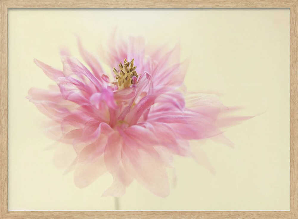 Soft Pink Dahlia - Floral Photographic Stretched Canvas Poster or Fine Art Print