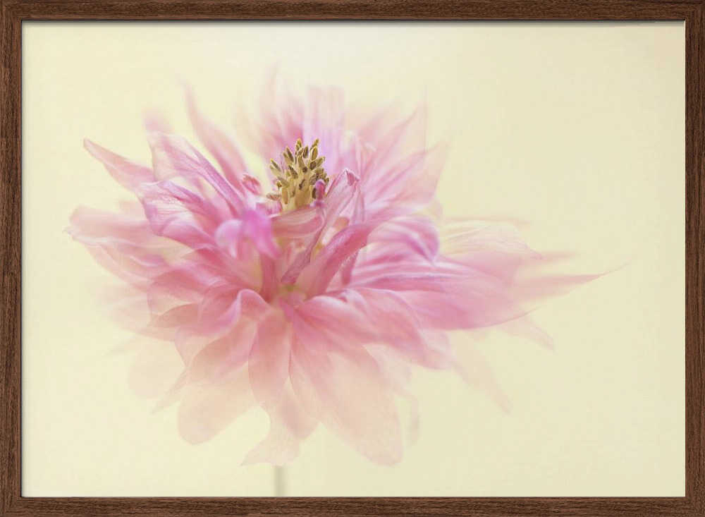 Soft Pink Dahlia - Floral Photographic Stretched Canvas Poster or Fine Art Print