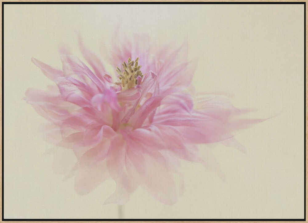 Soft Pink Dahlia - Floral Photographic Stretched Canvas Poster or Fine Art Print