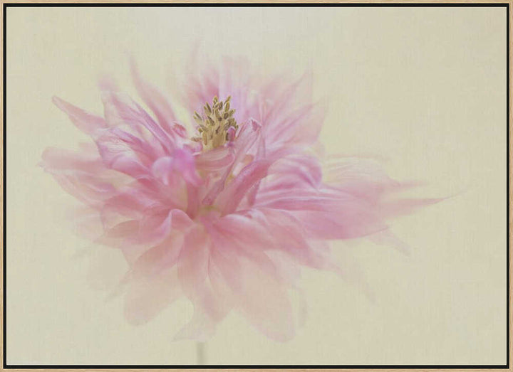 Soft Pink Dahlia - Floral Photographic Stretched Canvas Poster or Fine Art Print