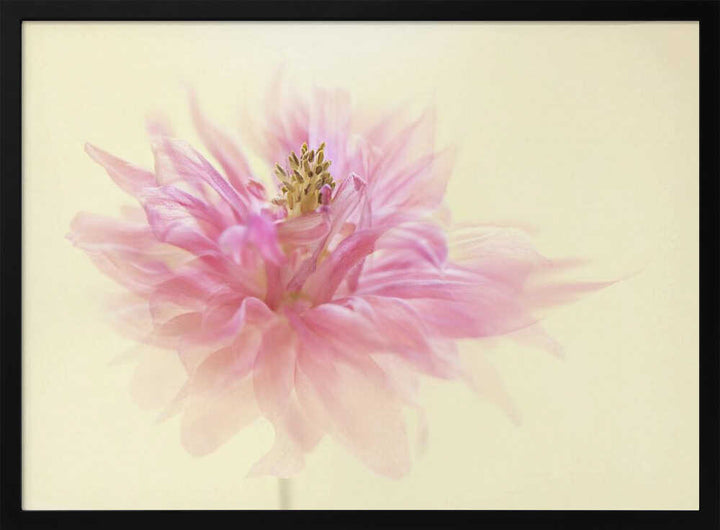 Soft Pink Dahlia - Floral Photographic Stretched Canvas Poster or Fine Art Print