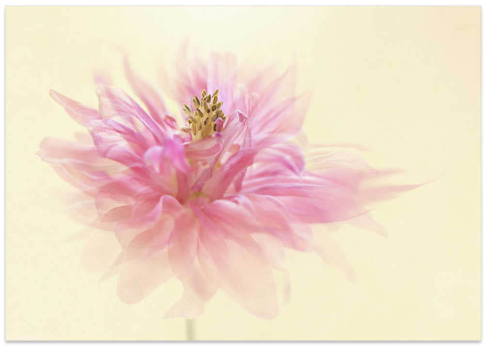 Soft Pink Dahlia - Floral Photographic Stretched Canvas Poster or Fine Art Print