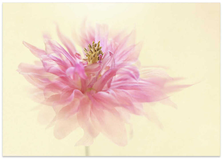 Soft Pink Dahlia - Floral Photographic Stretched Canvas Poster or Fine Art Print