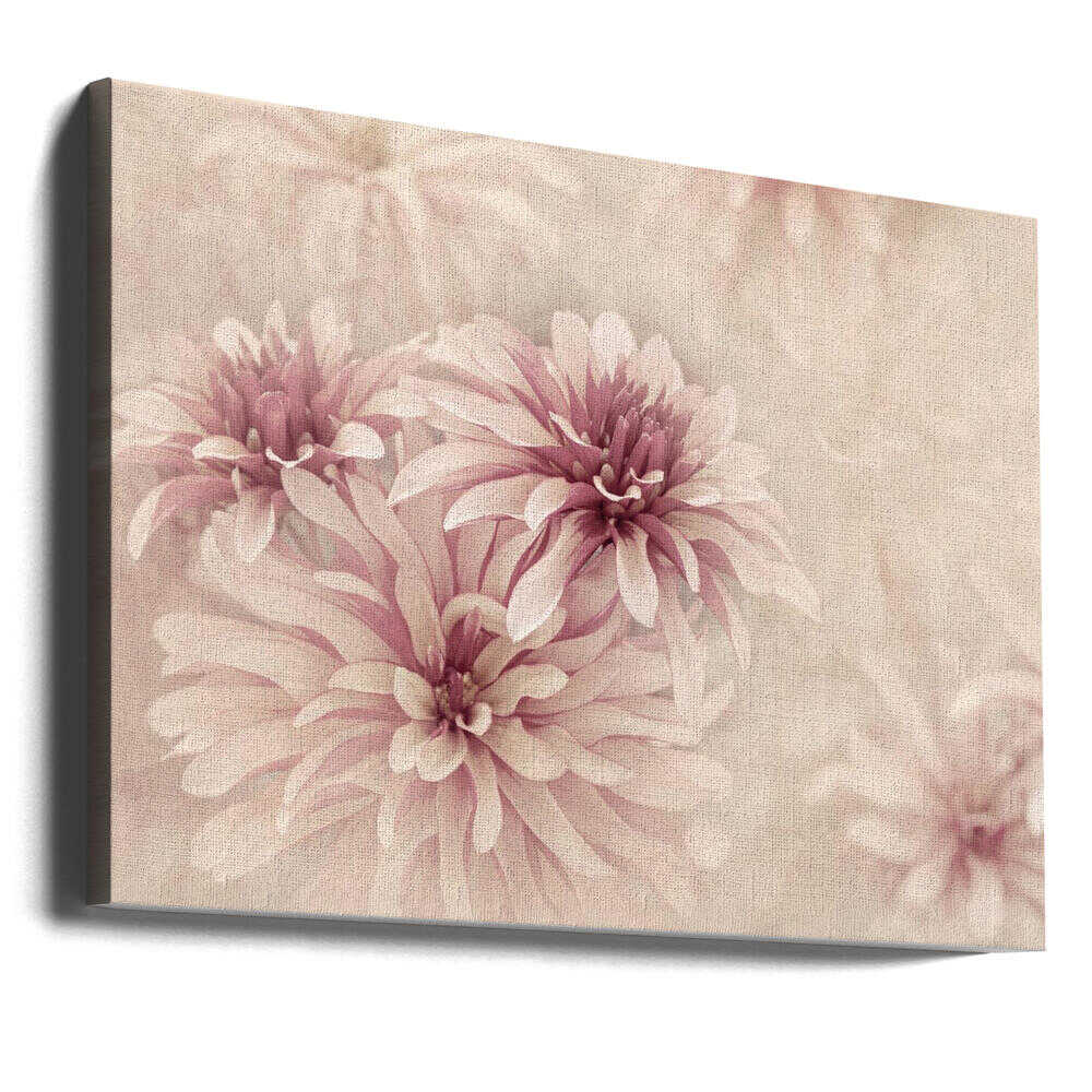 Soft Pink Dahlias - Floral Photographic Stretched Canvas Poster or Fine Art Print