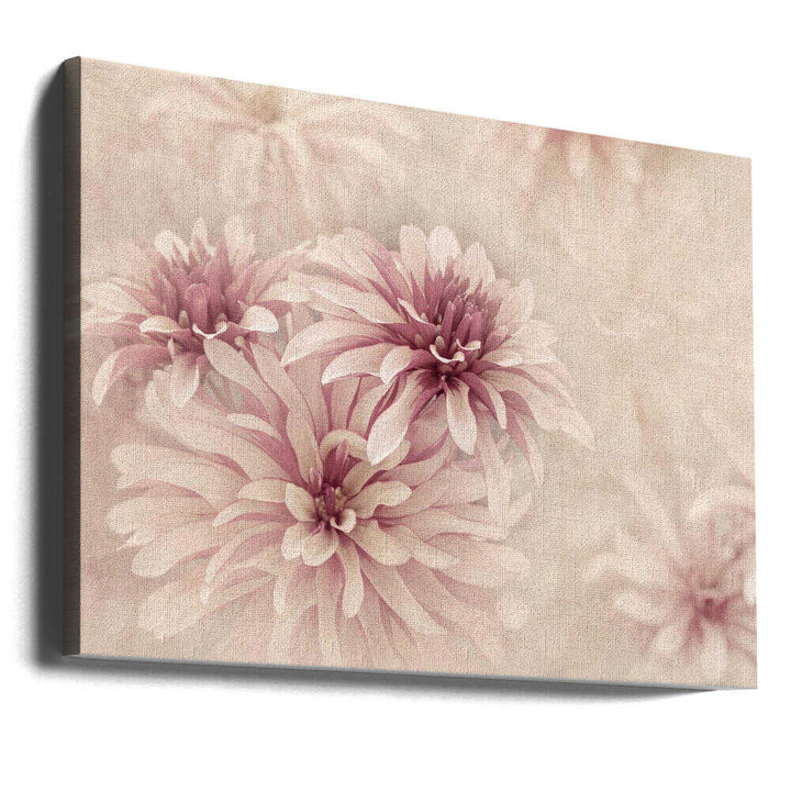 Soft Pink Dahlias - Floral Photographic Stretched Canvas Poster or Fine Art Print