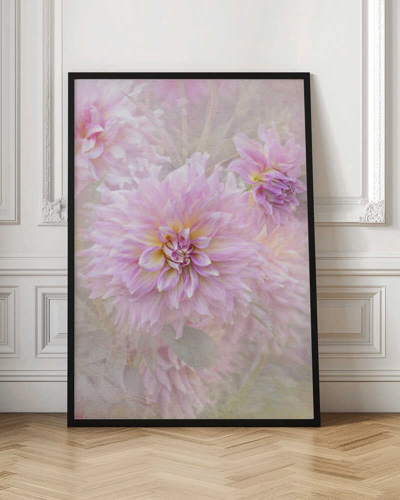 Soft Pink Dahlias - Floral Photographic Stretched Canvas Poster or Fine Art Print
