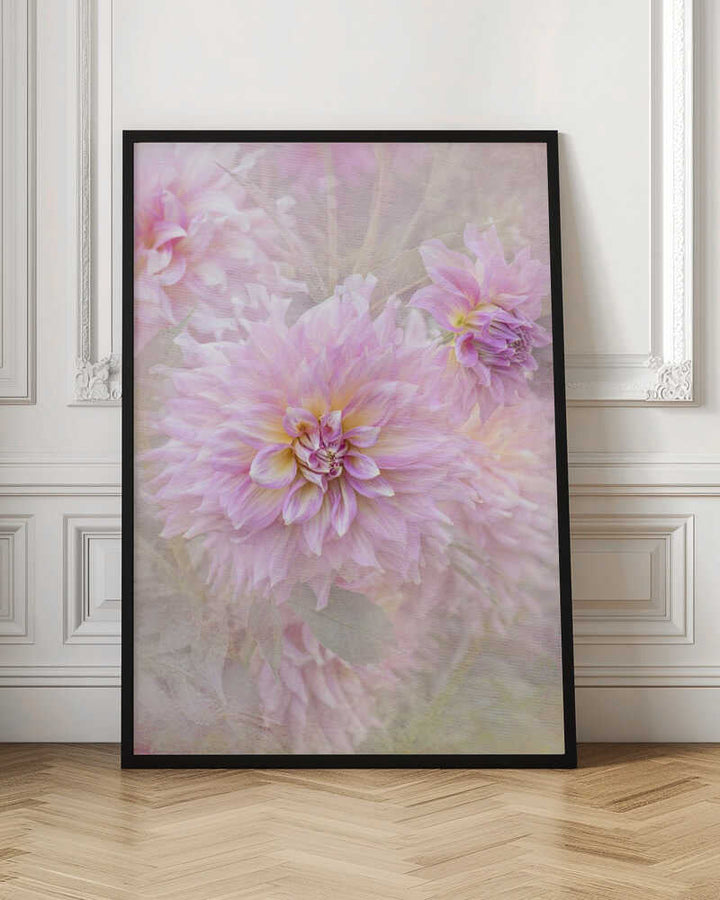 Soft Pink Dahlias - Floral Photographic Stretched Canvas Poster or Fine Art Print