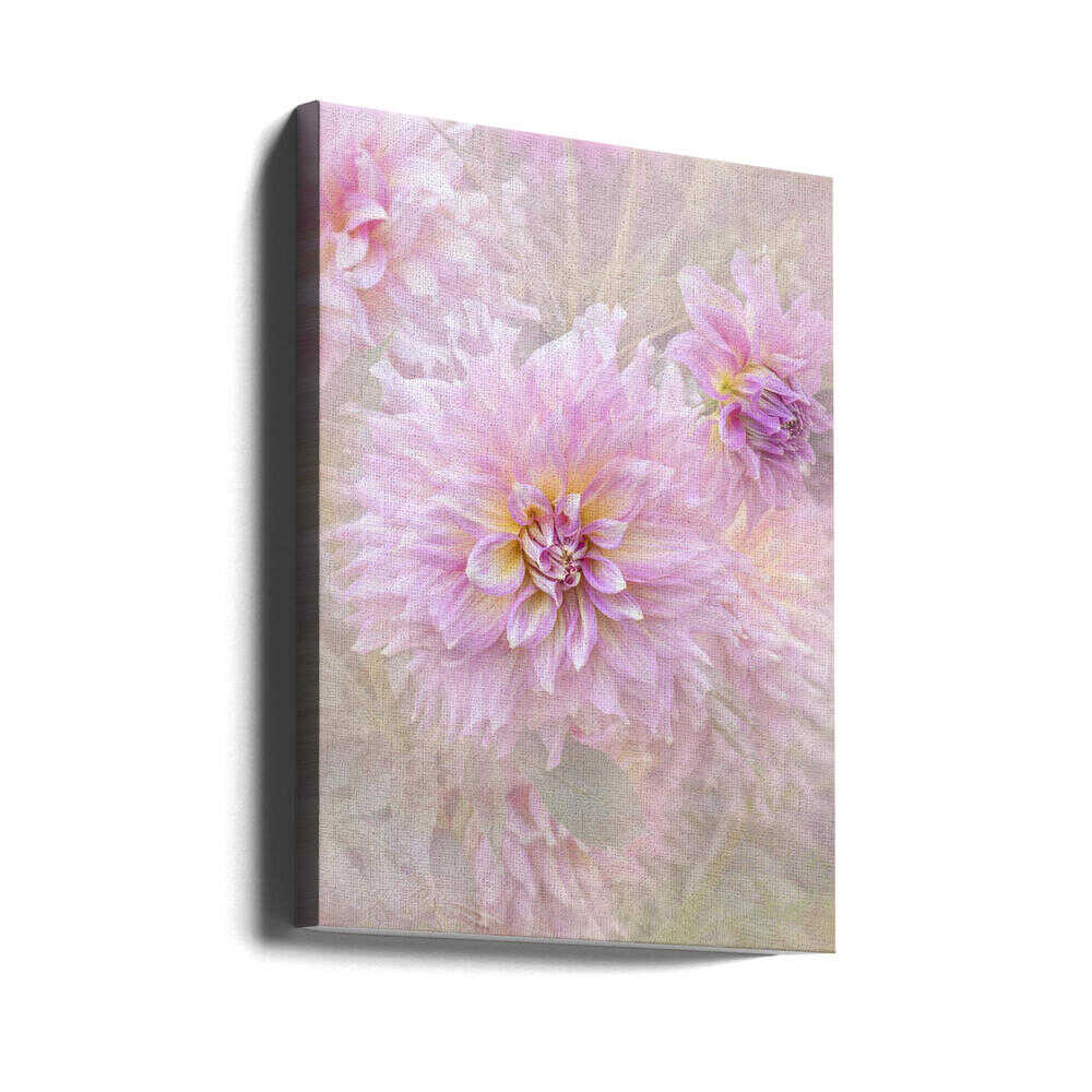 Soft Pink Dahlias - Floral Photographic Stretched Canvas Poster or Fine Art Print