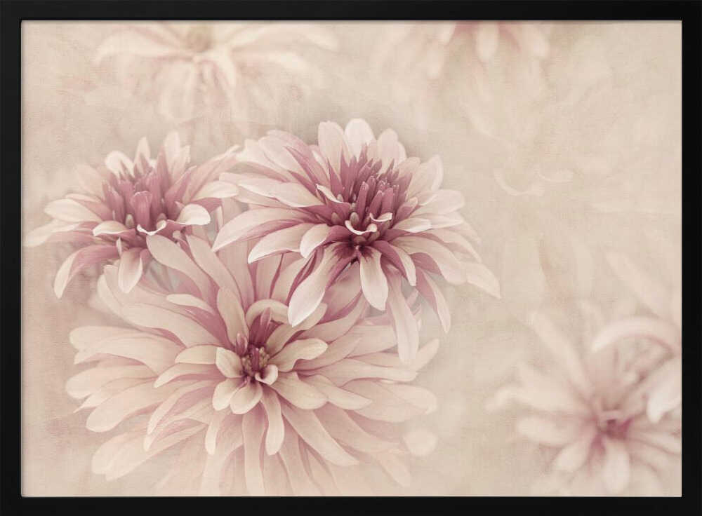 Soft Pink Dahlias - Floral Photographic Stretched Canvas Poster or Fine Art Print