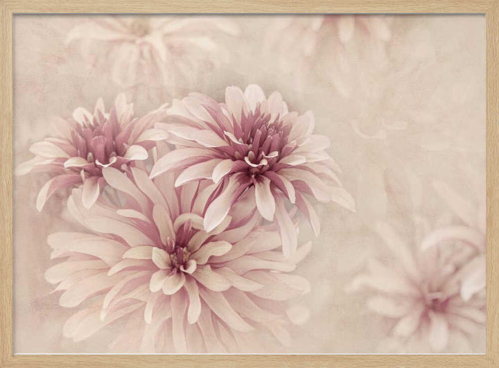 Soft Pink Dahlias - Floral Photographic Stretched Canvas Poster or Fine Art Print