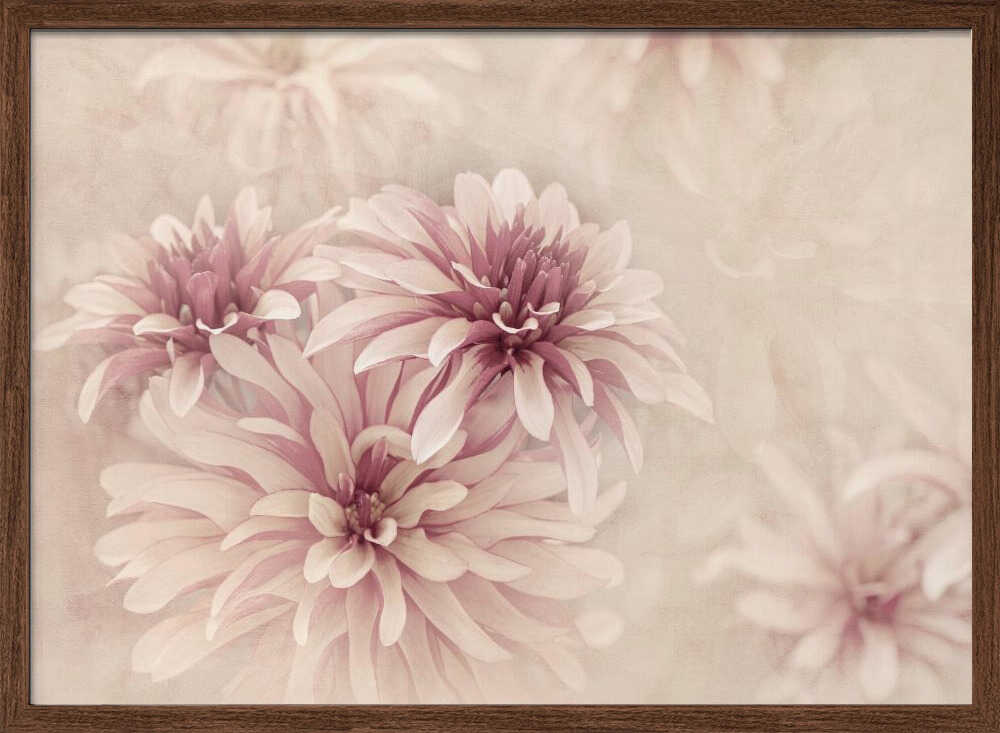 Soft Pink Dahlias - Floral Photographic Stretched Canvas Poster or Fine Art Print