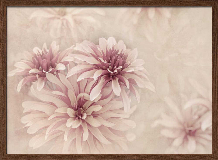 Soft Pink Dahlias - Floral Photographic Stretched Canvas Poster or Fine Art Print