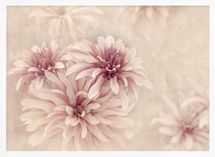 Soft Pink Dahlias - Floral Photographic Stretched Canvas Poster or Fine Art Print
