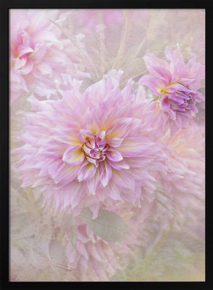 Soft Pink Dahlias - Floral Photographic Stretched Canvas Poster or Fine Art Print