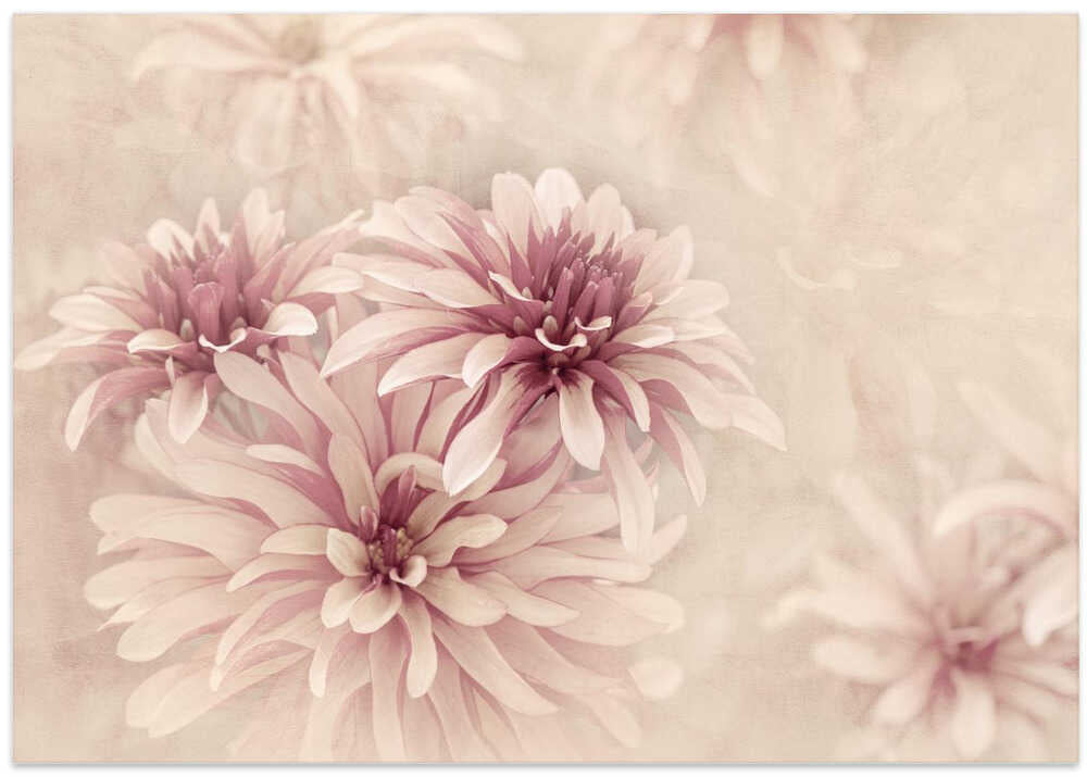 Soft Pink Dahlias - Floral Photographic Stretched Canvas Poster or Fine Art Print