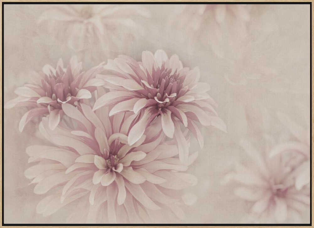 Soft Pink Dahlias - Floral Photographic Stretched Canvas Poster or Fine Art Print