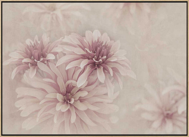 Soft Pink Dahlias - Floral Photographic Stretched Canvas Poster or Fine Art Print