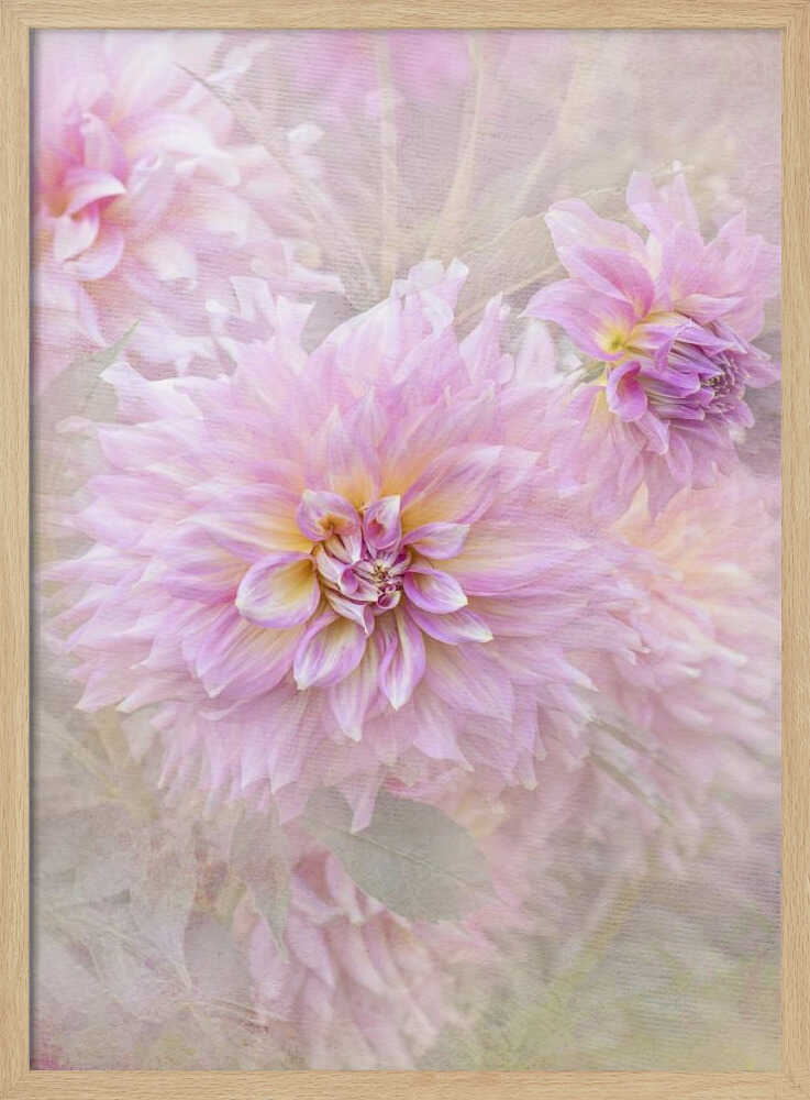 Soft Pink Dahlias - Floral Photographic Stretched Canvas Poster or Fine Art Print