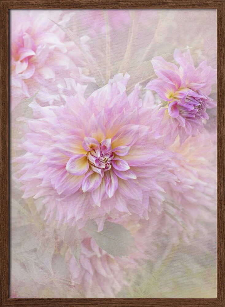 Soft Pink Dahlias - Floral Photographic Stretched Canvas Poster or Fine Art Print