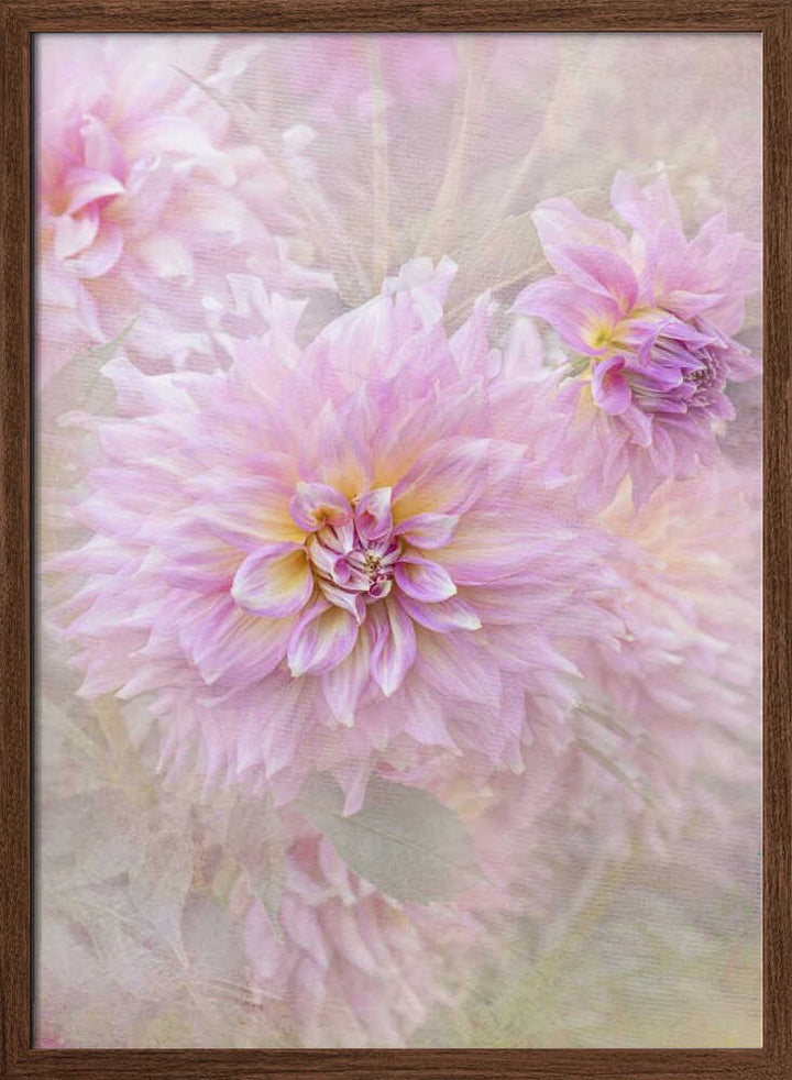 Soft Pink Dahlias - Floral Photographic Stretched Canvas Poster or Fine Art Print