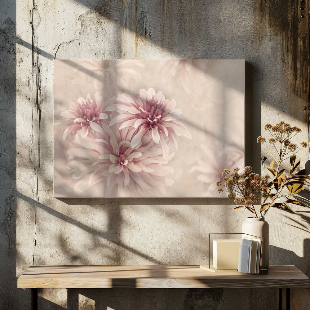 Soft Pink Dahlias - Floral Photographic Stretched Canvas Poster or Fine Art Print