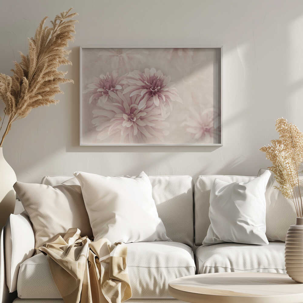 Soft Pink Dahlias - Floral Photographic Stretched Canvas Poster or Fine Art Print
