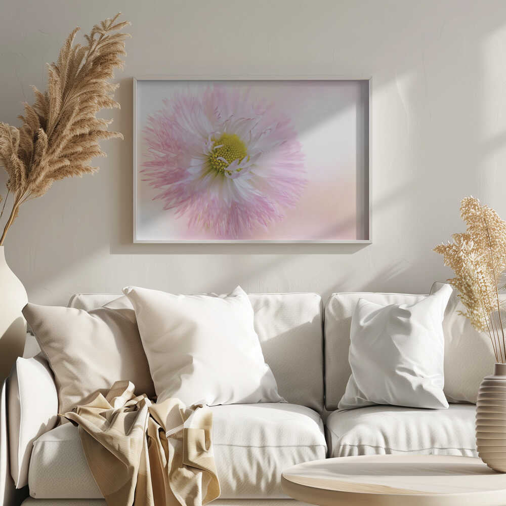 Soft Pink Daisy Bloom - Stretched Canvas Poster or Fine Art Print