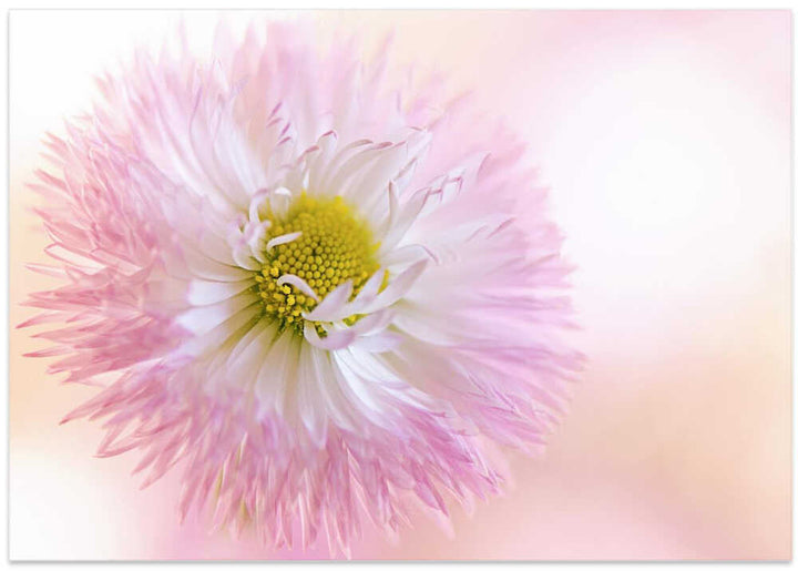 Soft Pink Daisy Bloom - Stretched Canvas Poster or Fine Art Print