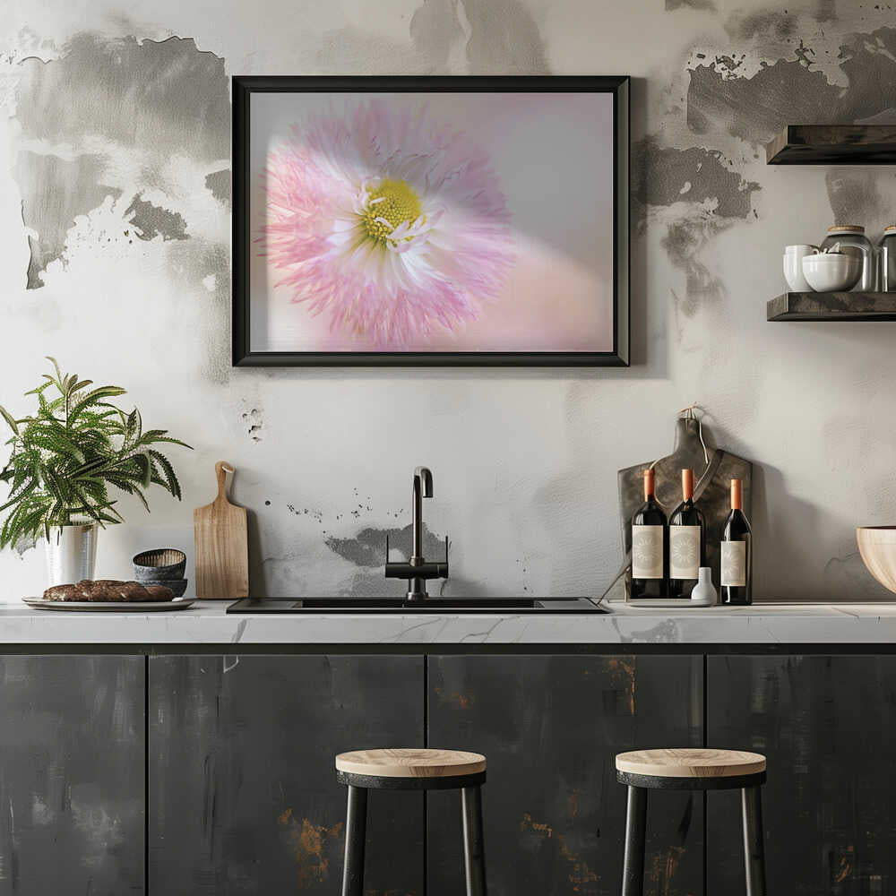 Soft Pink Daisy Bloom - Stretched Canvas Poster or Fine Art Print