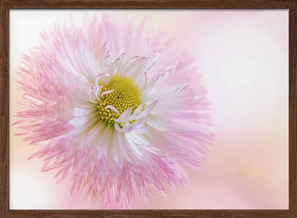 Soft Pink Daisy Bloom - Stretched Canvas Poster or Fine Art Print