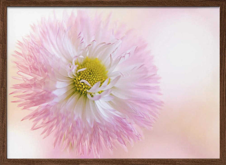 Soft Pink Daisy Bloom - Stretched Canvas Poster or Fine Art Print