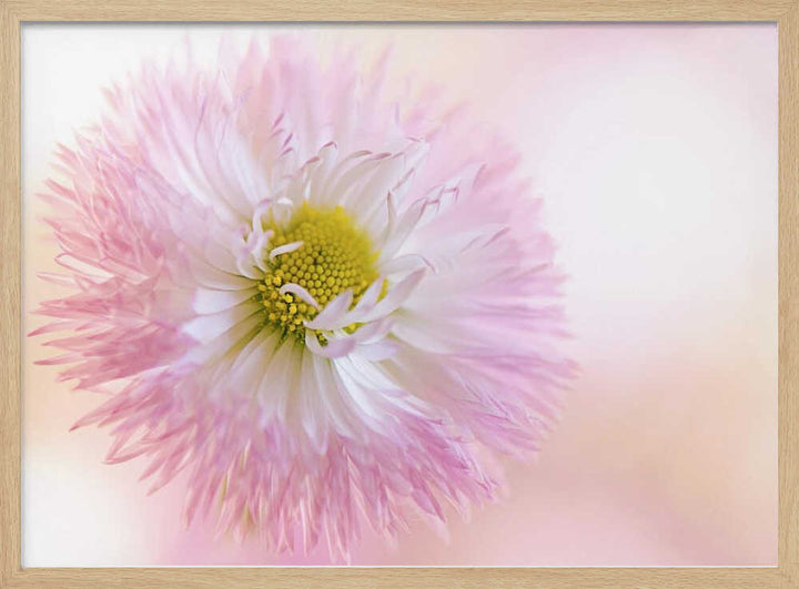 Soft Pink Daisy Bloom - Stretched Canvas Poster or Fine Art Print