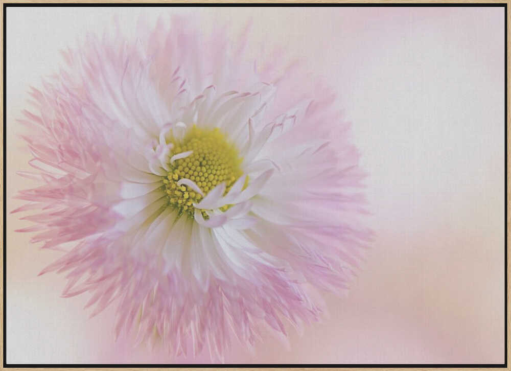 Soft Pink Daisy Bloom - Stretched Canvas Poster or Fine Art Print