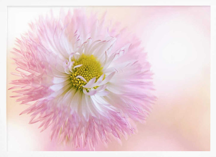Soft Pink Daisy Bloom - Stretched Canvas Poster or Fine Art Print