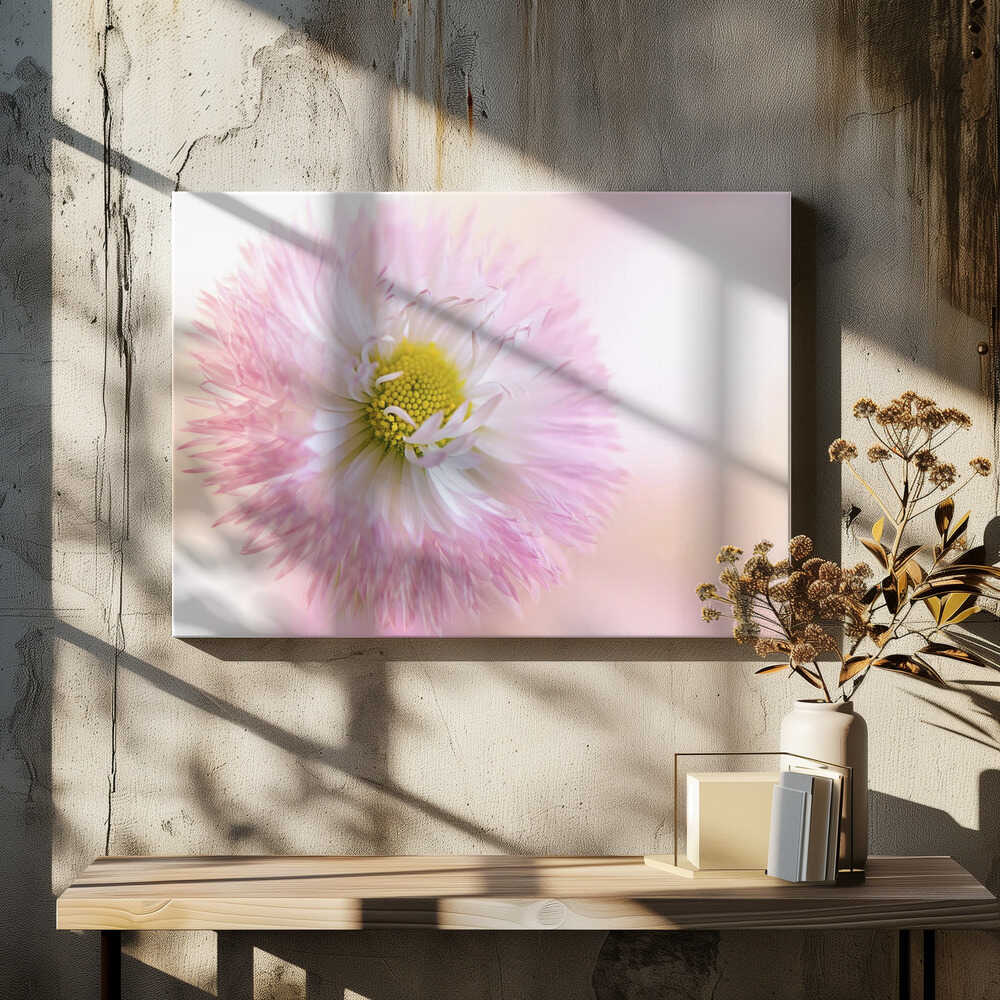 Soft Pink Daisy Bloom - Stretched Canvas Poster or Fine Art Print