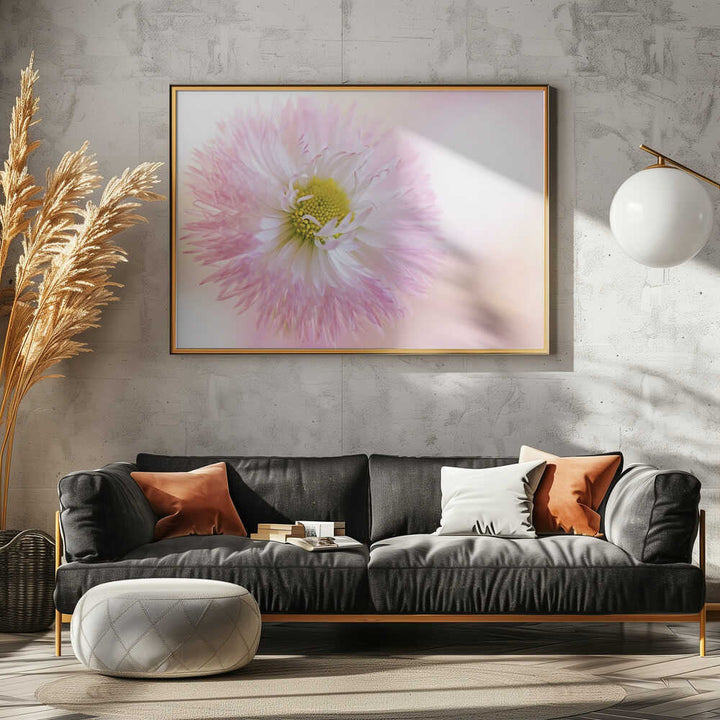 Soft Pink Daisy Bloom - Stretched Canvas Poster or Fine Art Print