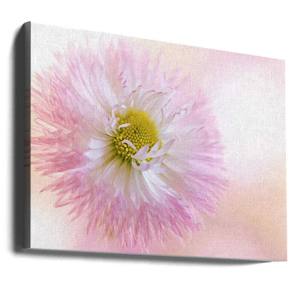 Soft Pink Daisy Bloom - Stretched Canvas Poster or Fine Art Print