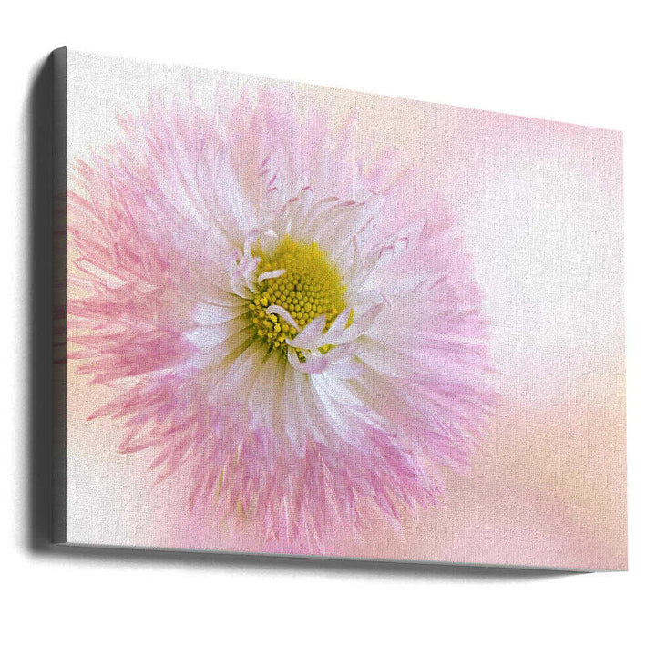 Soft Pink Daisy Bloom - Stretched Canvas Poster or Fine Art Print