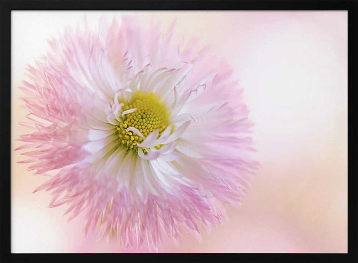 Soft Pink Daisy Bloom - Stretched Canvas Poster or Fine Art Print