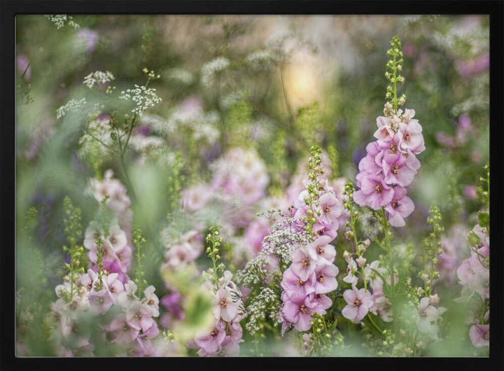Soft Pink Garden Flowers - Floral Photographic Stretched Canvas Poster or Fine Art Print