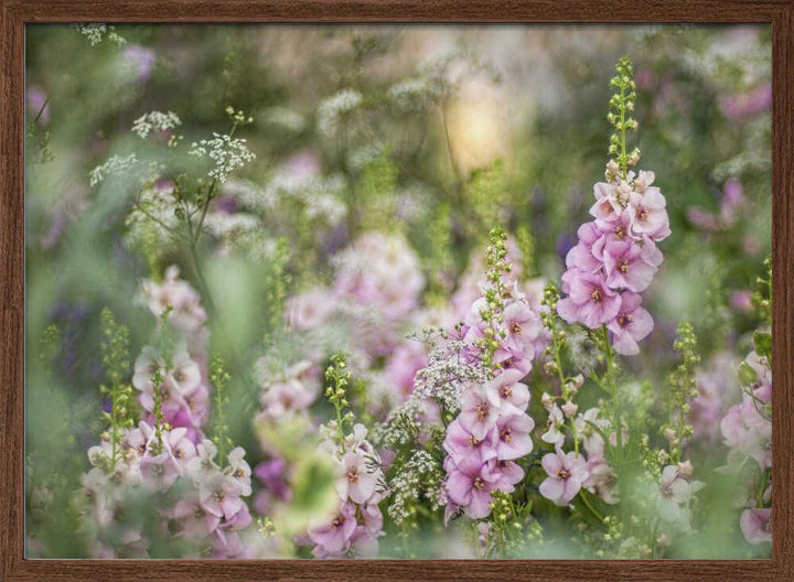 Soft Pink Garden Flowers - Floral Photographic Stretched Canvas Poster or Fine Art Print