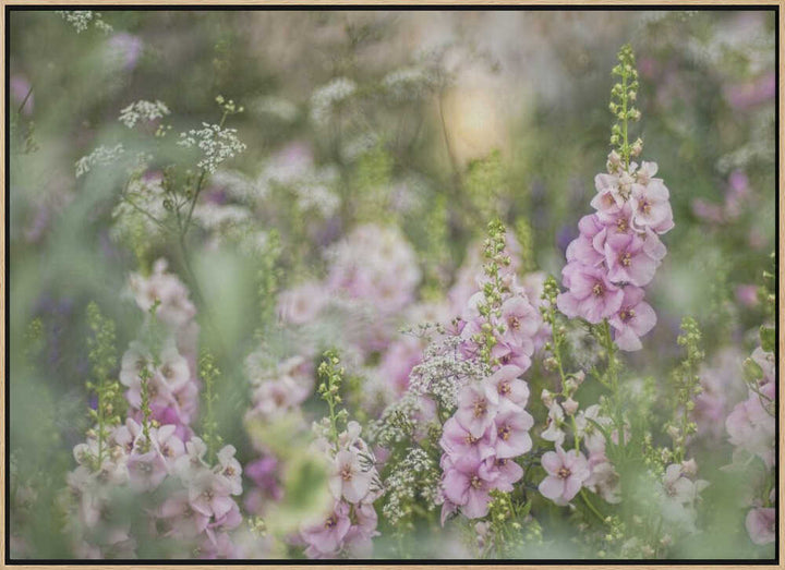 Soft Pink Garden Flowers - Floral Photographic Stretched Canvas Poster or Fine Art Print