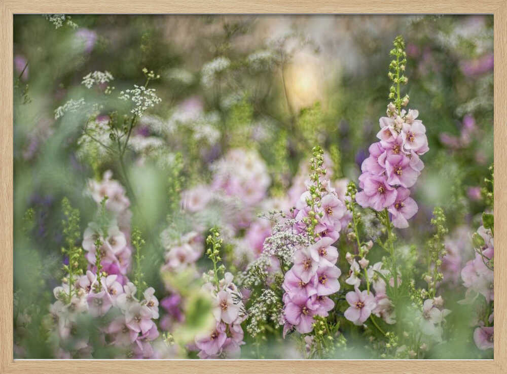 Soft Pink Garden Flowers - Floral Photographic Stretched Canvas Poster or Fine Art Print