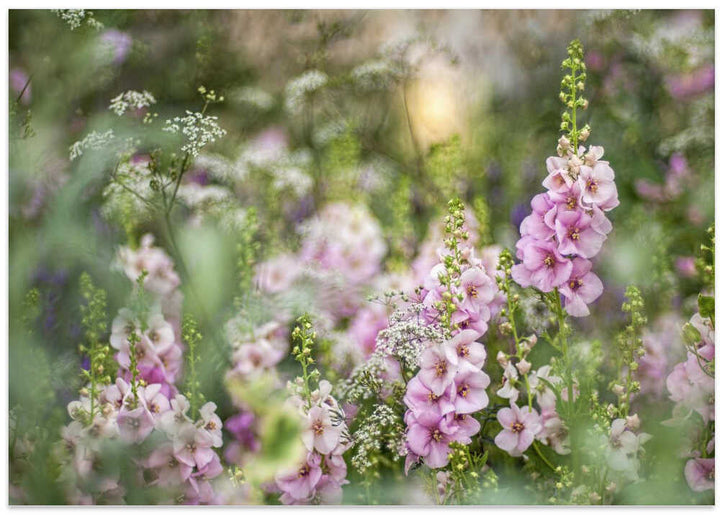 Soft Pink Garden Flowers - Floral Photographic Stretched Canvas Poster or Fine Art Print
