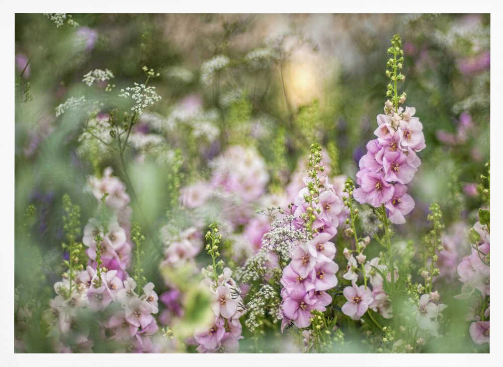 Soft Pink Garden Flowers - Floral Photographic Stretched Canvas Poster or Fine Art Print