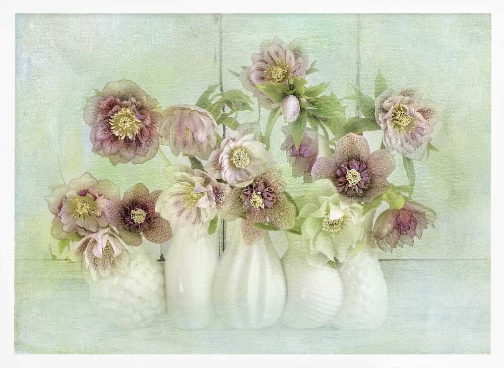 Soft Pink Hellebores - Floral Photographic Stretched Canvas Poster or Fine Art Print