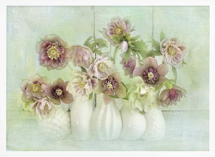 Soft Pink Hellebores - Floral Photographic Stretched Canvas Poster or Fine Art Print