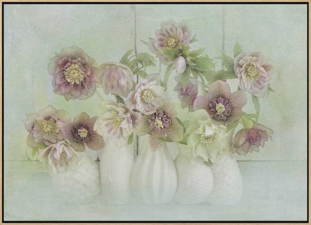 Soft Pink Hellebores - Floral Photographic Stretched Canvas Poster or Fine Art Print