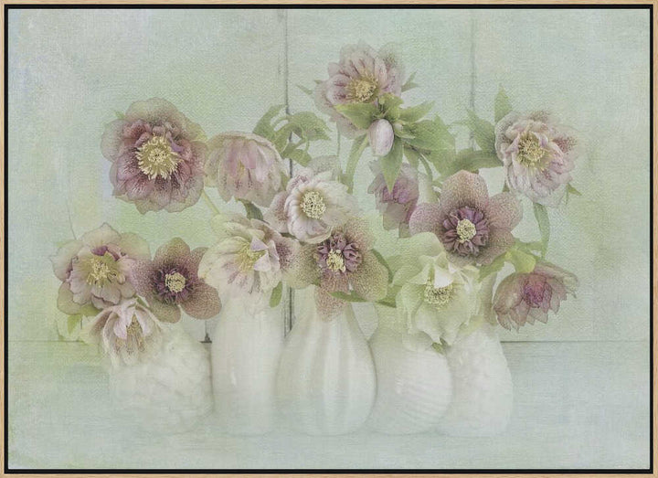 Soft Pink Hellebores - Floral Photographic Stretched Canvas Poster or Fine Art Print